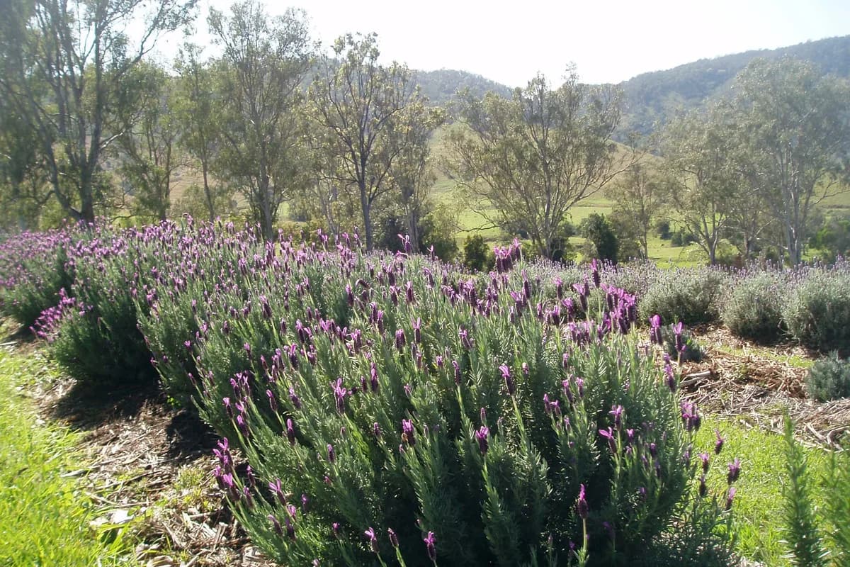 Blue Ridge Lavender Cottage setting