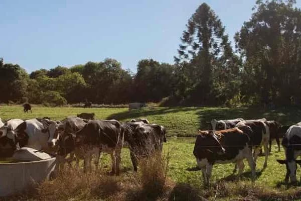 Maleny Cheese setting