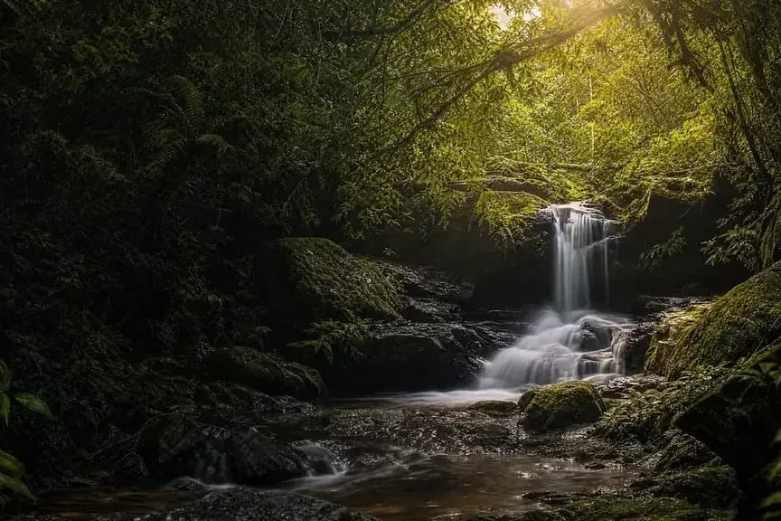 Adjinbilly Rainforest Retreat setting