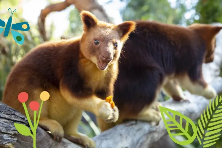 Healesville Sanctuary setting