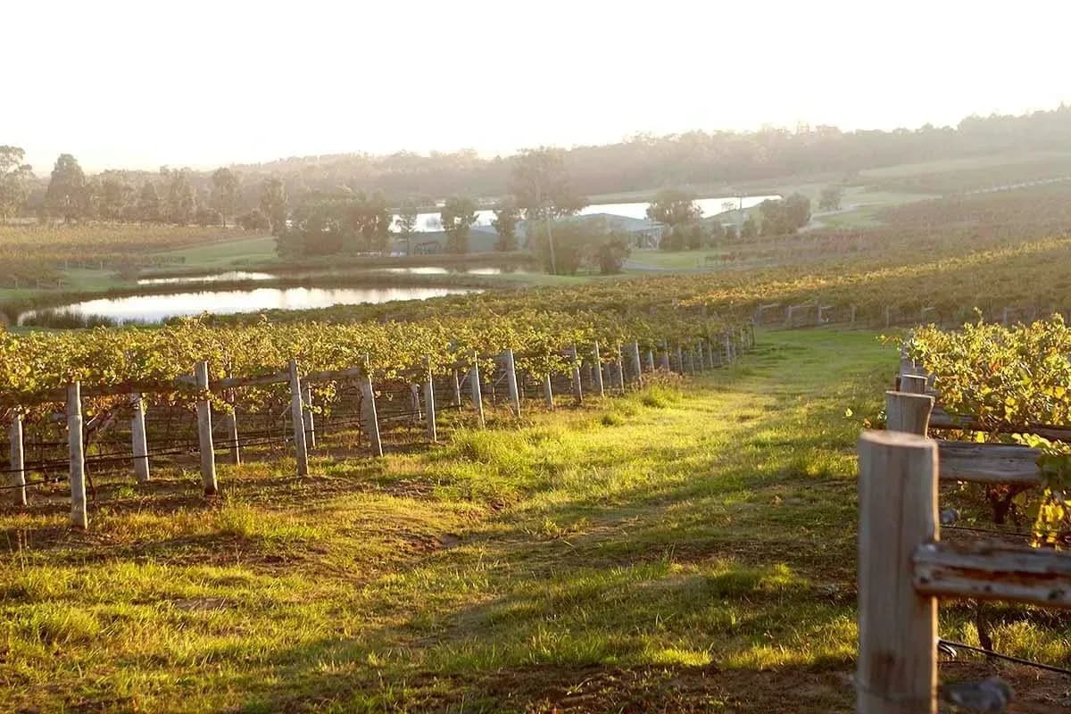 Audrey Wilkinson Vineyard setting
