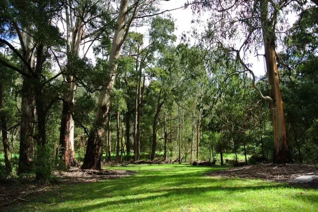 WildWood Retreat setting