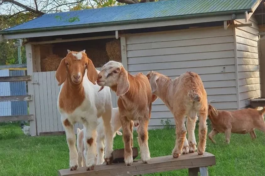 Flagrock Farmstay setting