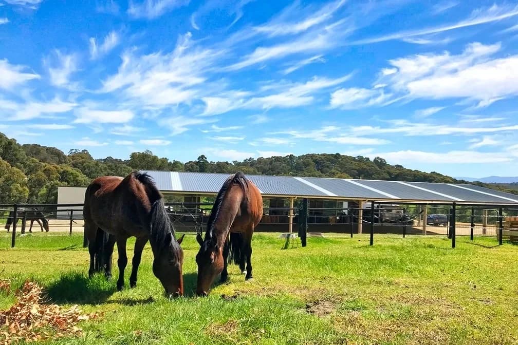 Royal Meadows Farm setting