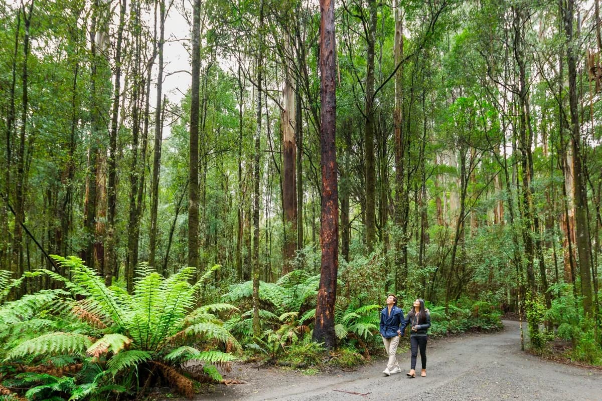 Otway Fly Treetop Adventures setting