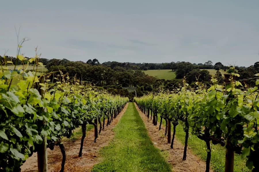 Montalto setting