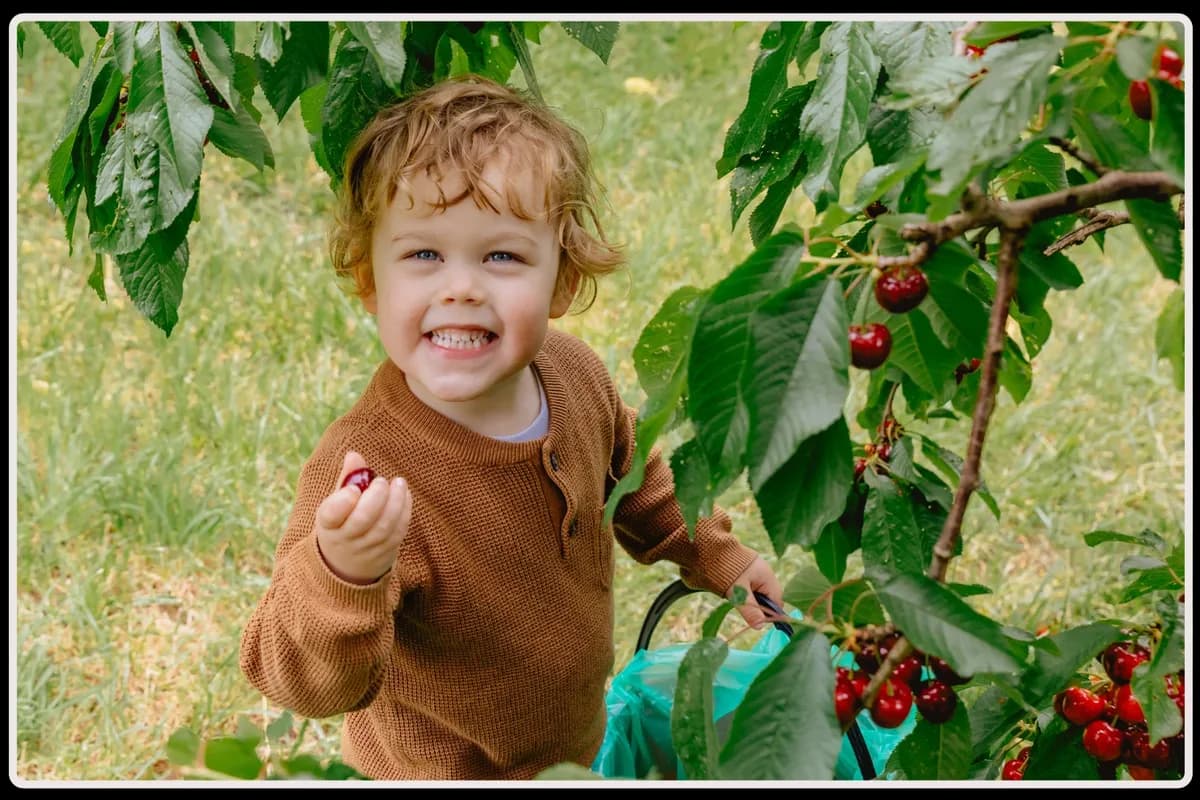 Blue Hills Berries and Cherries Farm Shop setting