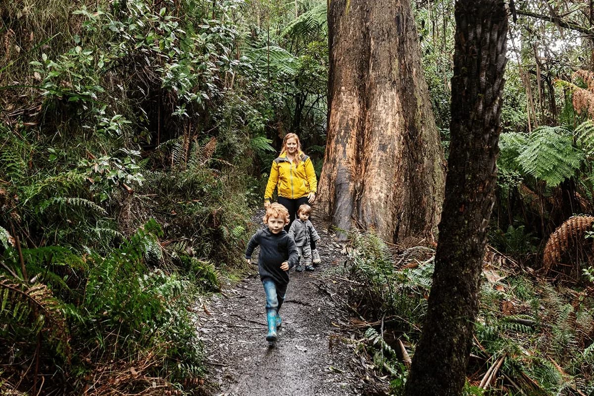 Olinda Falls Walk setting
